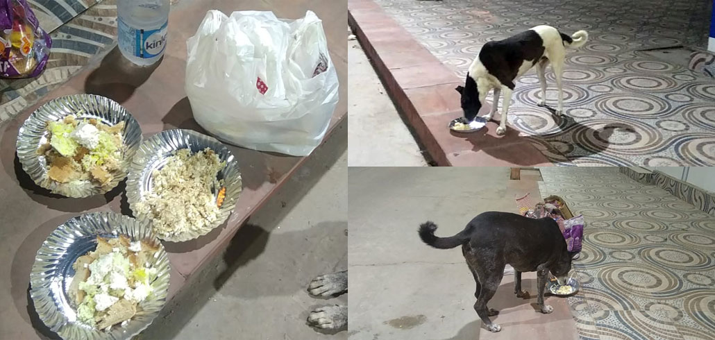 Meals given to street dogs — mixture of Brown Bread & Boiled Rice / Dalia & Paneer (2021)